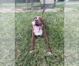 Juice - Male American Pit Bull Terrier-Unknown Mix Dog for Adoption - Photo #5