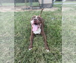 Small #4 American Pit Bull Terrier Mix