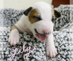 Small Photo #4 Bull Terrier Puppy For Sale in KENDALL, FL, USA