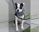 Small #2 Boston Terrier Mix