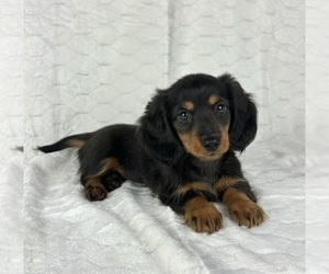 Dachshund Puppy for Sale in FRANKLIN, Indiana USA