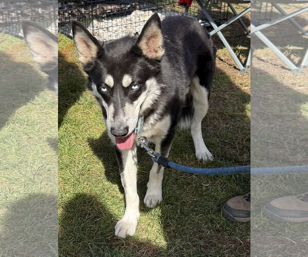 Medium Photo #2 Siberian Husky Puppy For Sale in Cedar Crest, NM, USA