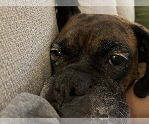 Gemma - Female Boxer Dog for Adoption - Photo #2