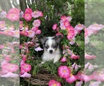 Image preview for Ad Listing. Nickname: Litter of 2