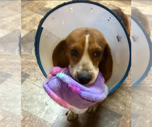 Medium Photo #2 Beagle Puppy For Sale in Alexander, AR, USA