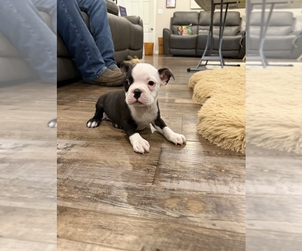 Medium Photo #14 Boston Terrier Puppy For Sale in FREDONIA, KS, USA