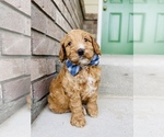 Small Photo #7 Australian Labradoodle Puppy For Sale in SEATTLE, WA, USA