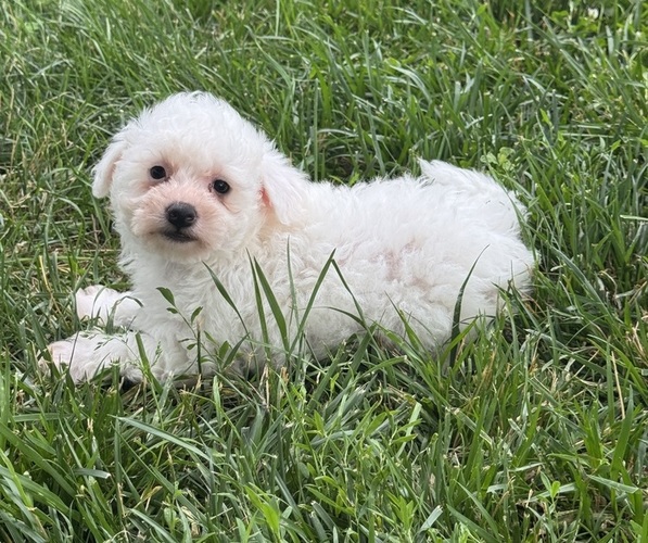 Medium Photo #4 Bichpoo Puppy For Sale in CANOGA, NY, USA