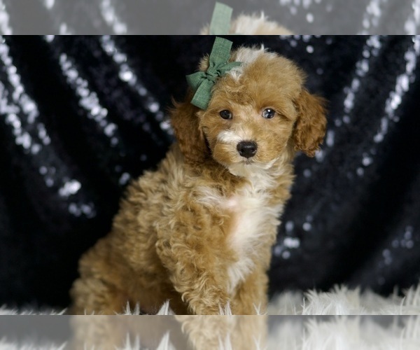 Medium Photo #5 Poodle (Miniature) Puppy For Sale in WARSAW, IN, USA
