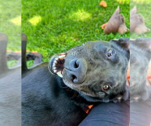 Jack - Male Labrador Retriever-Unknown Mix Dog for Adoption - Photo #4