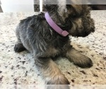 Small Photo #98 Schnauzer (Miniature) Puppy For Sale in VALRICO, FL, USA