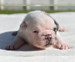 Small #4 Pug