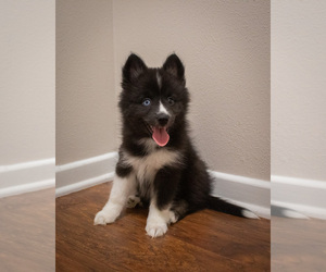 Pomsky Puppy for sale in COPPERAS COVE, TX, USA