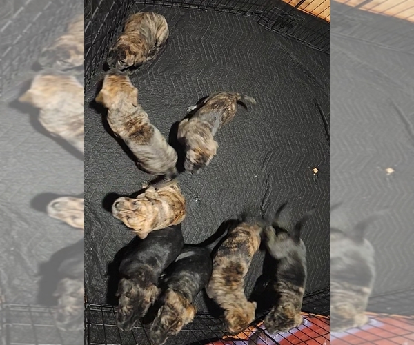 Medium Photo #1 Presa Canario Puppy For Sale in COLORADO SPRINGS, CO, USA