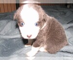 Small Photo #16 Australian Shepherd Puppy For Sale in HERNANDO, MS, USA