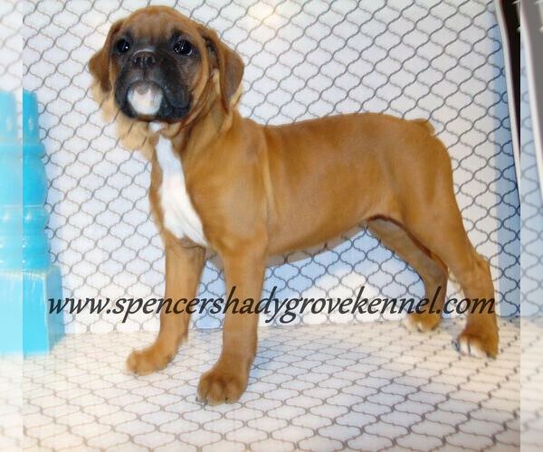 Medium Photo #2 Boxer Puppy For Sale in CABOOL, MO, USA