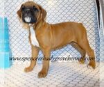 Small Photo #2 Boxer Puppy For Sale in CABOOL, MO, USA