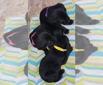 Small Photo #141 Labrador Retriever Puppy For Sale in OLYMPIA, WA, USA