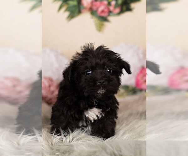 Medium Photo #6 YorkiePoo Puppy For Sale in WARSAW, IN, USA