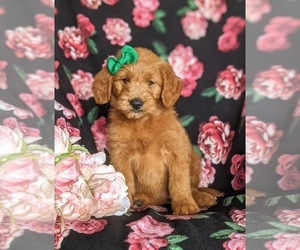 Golden Retriever-Goldendoodle Mix Puppy for sale in STEWARTSTOWN, PA, USA