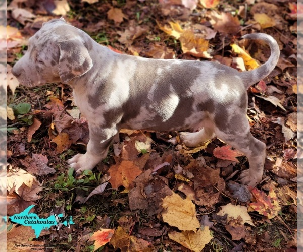 Medium Photo #6 Catahoula Leopard Dog Puppy For Sale in MORAN, MI, USA