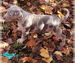 Small #5 Catahoula Leopard Dog