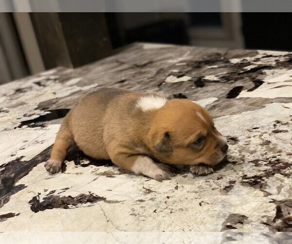 Medium Photo #36 Chihuahua-Unknown Mix Puppy For Sale in Spring, TX, USA