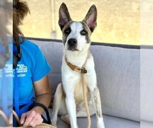 Siberian Husky-Unknown Mix Dogs for adoption in Camarillo, CA, USA