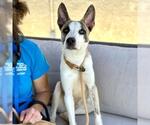 Small Siberian Husky Mix