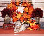 Small Photo #27 Chihuahua Puppy For Sale in CHARLESTON, AR, USA