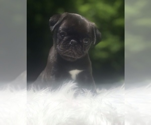 Pug Puppy for sale in CANTON, CT, USA