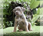 Puppy Kentia Jack Russell Terrier