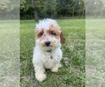 Small #26 Poodle (Miniature)