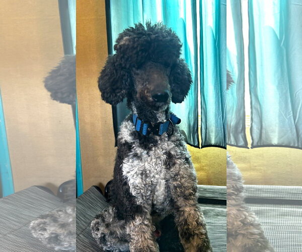 Medium Photo #5 Poodle (Standard) Puppy For Sale in Pacolet, SC, USA