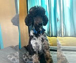 Small #4 Poodle (Standard)