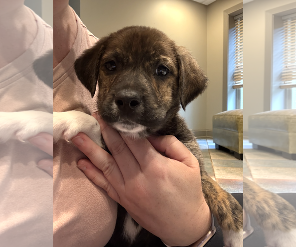 Medium Photo #4 Mutt Puppy For Sale in Rockville, MD, USA