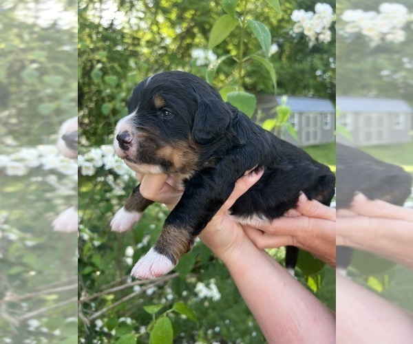 Medium Photo #35 Bernedoodle Puppy For Sale in MARTINSVILLE, IN, USA