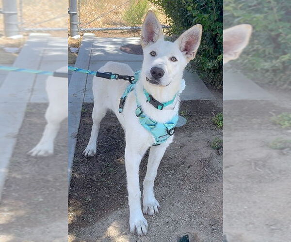 Medium Photo #2 - Mix Puppy For Sale in Phoenix, AZ, USA