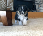 Small Photo #7 Miniature Australian Shepherd Puppy For Sale in BEATTY, OR, USA