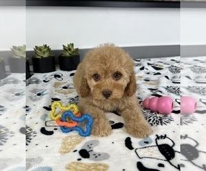 Cavapoo Puppy for sale in GREENWOOD, IN, USA