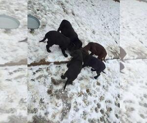 Labrador Retriever Puppy for sale in CITY OF SPOKANE VALLEY, WA, USA