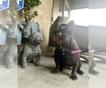 Small Photo #1 French Bulldog Puppy For Sale in EASTVALE, CA, USA