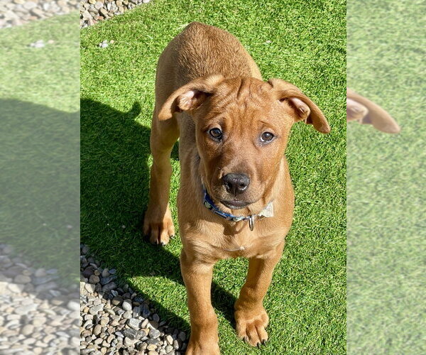 Medium Photo #8 Redbone Coonhound-Unknown Mix Puppy For Sale in Mooresville, NC, USA