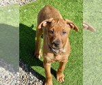 Small #7 Redbone Coonhound Mix