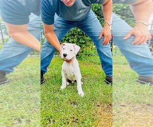 Dogo Argentino Puppy for Sale in MIAMI, Florida USA