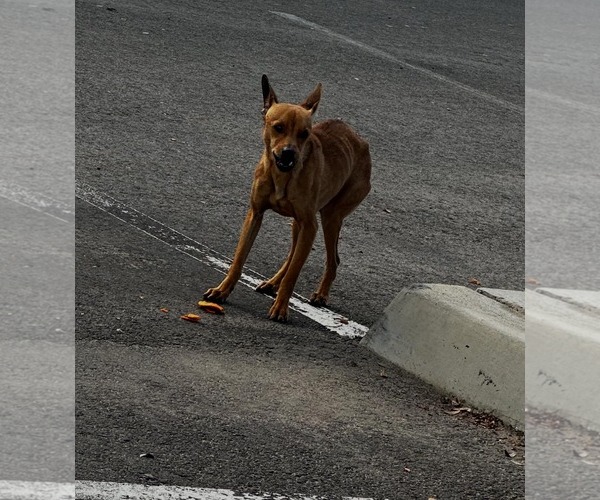 Medium Photo #5 Chihuahua-Unknown Mix Puppy For Sale in Visalia, CA, USA