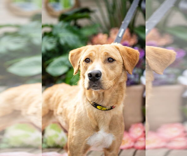 Medium Photo #8 Labrador Retriever-Unknown Mix Puppy For Sale in Brooklyn Center, MN, USA