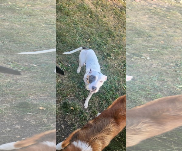 Medium Photo #4 American Pit Bull Terrier-Staffordshire Bull Terrier Mix Puppy For Sale in Coralville, IA, USA