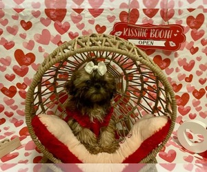 Shih Tzu Puppy for sale in CONROE, TX, USA