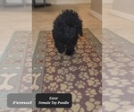 Small #1 Poodle (Toy)
